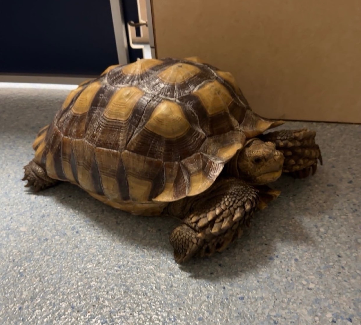 Tortoise ready for luxury pet boarding