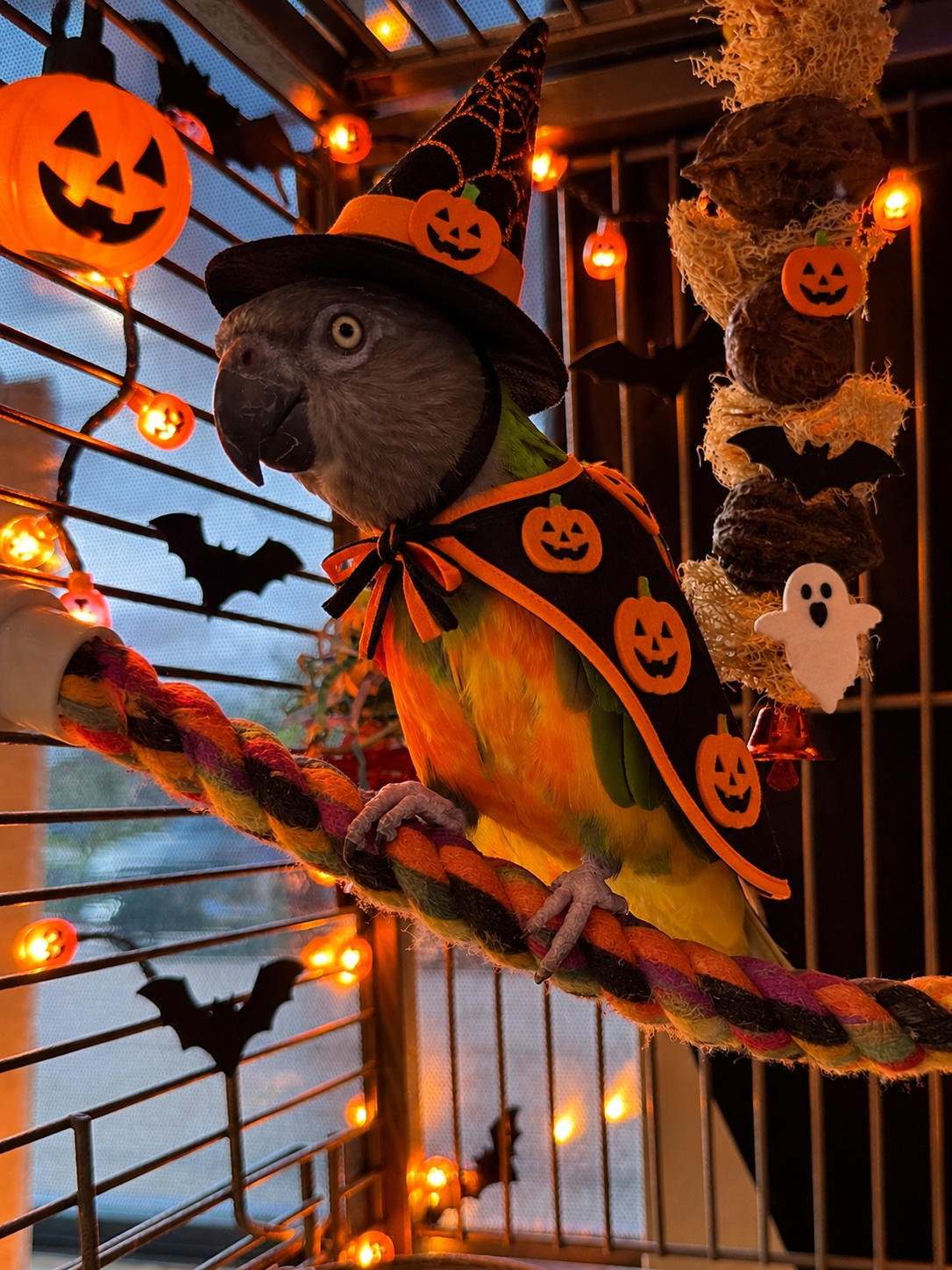 Pets staying at Preppy Pet boarding facility in Melbourne FL