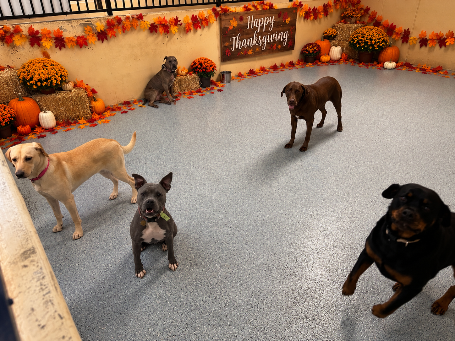 Pets staying at Preppy Pet boarding facility in Melbourne FL