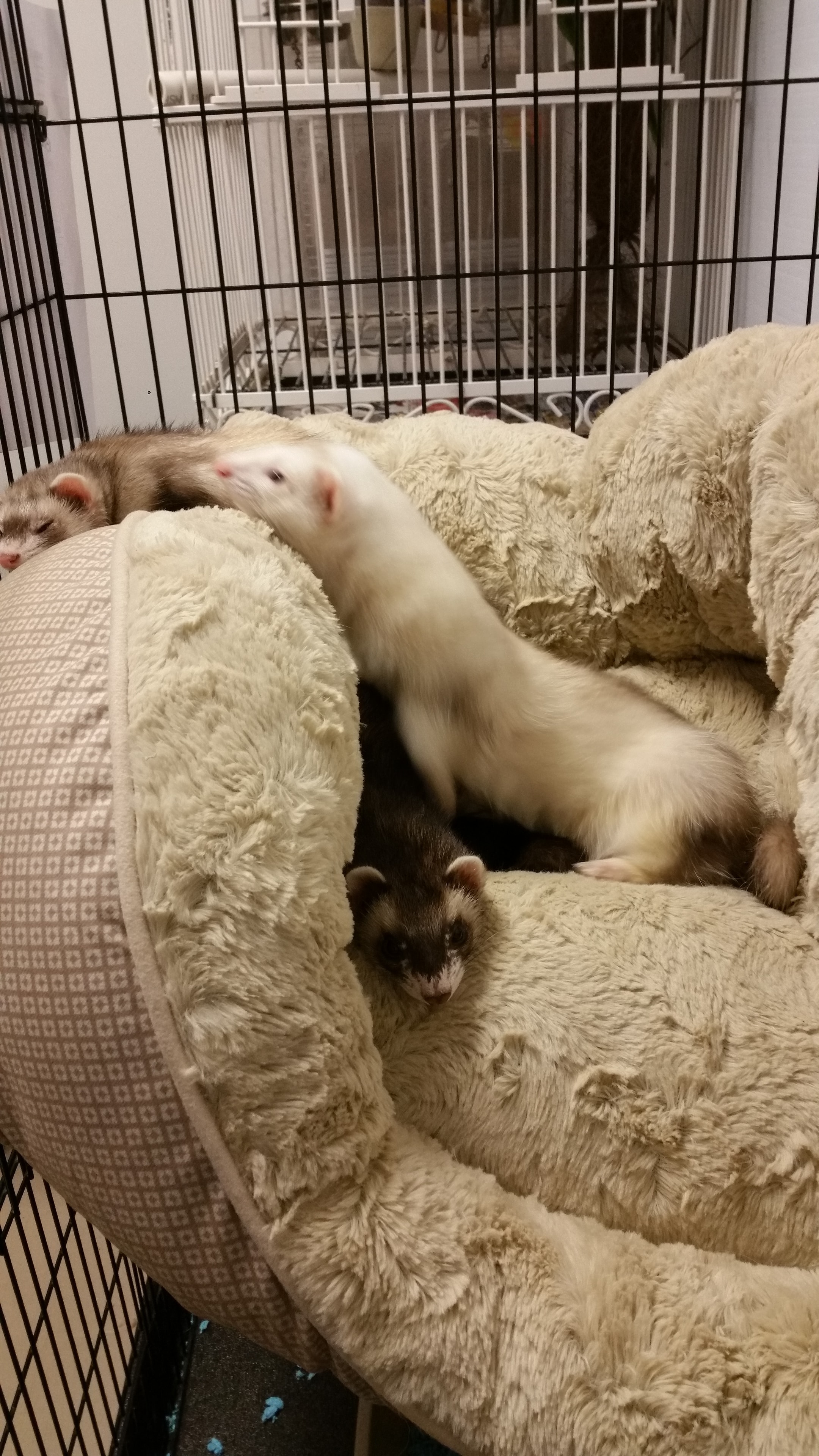 A beloved pet enjoying a comfortable stay