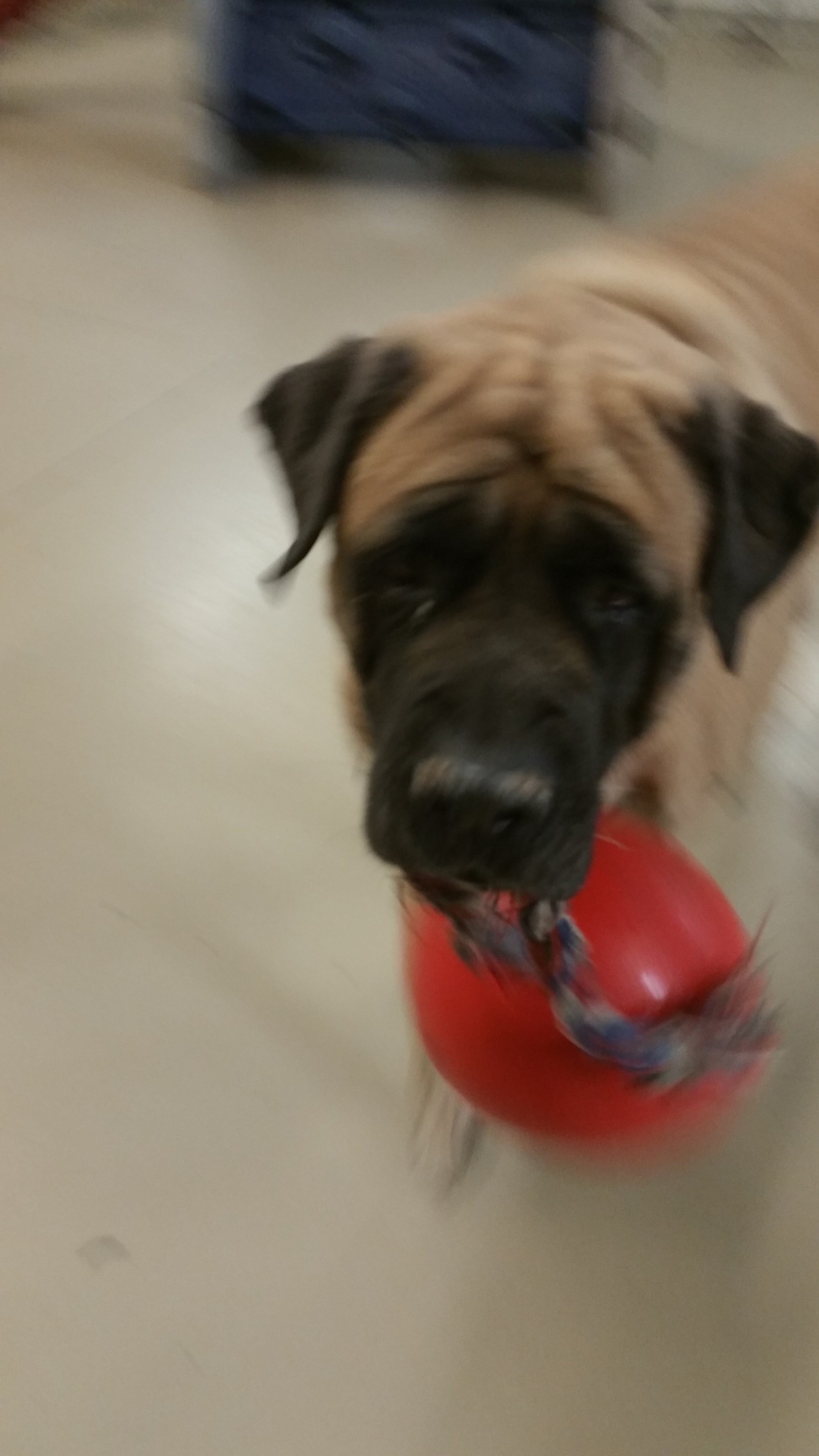 A playful pet moment at Melbourne Preppy Pet