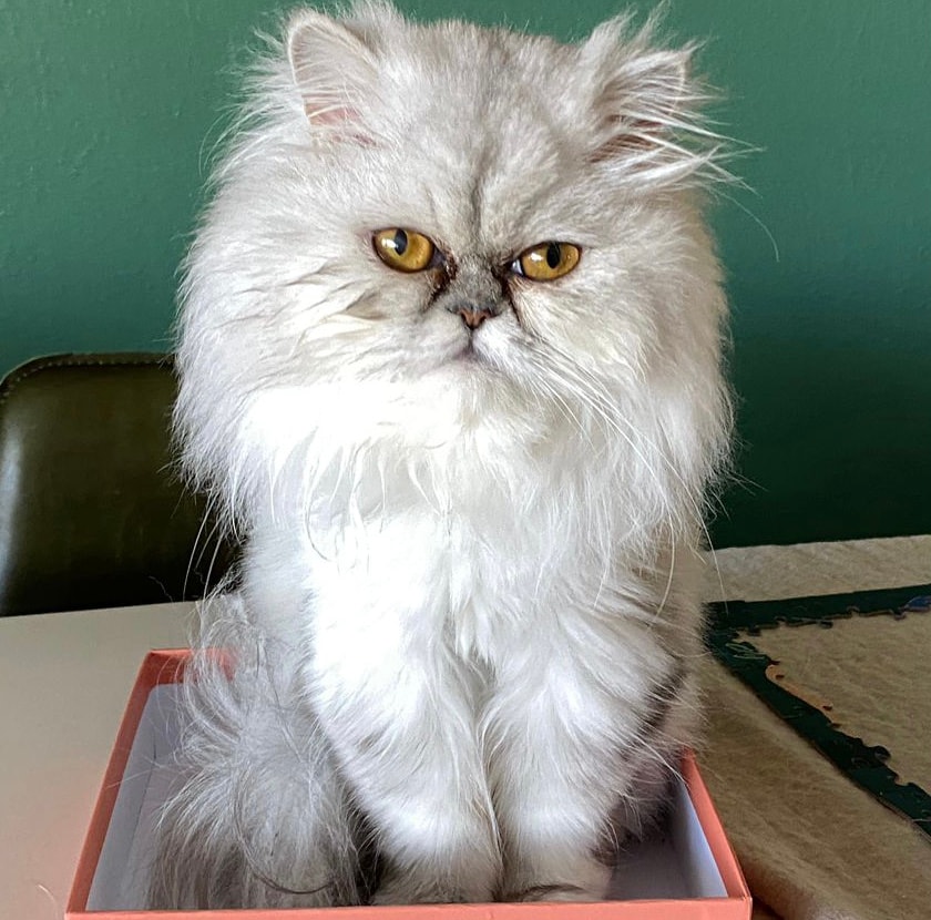 A special pet-care moment at Melbourne Preppy Pet